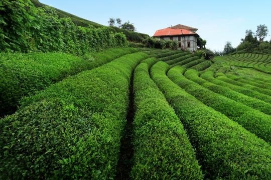 Rize Fotoğrafları