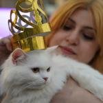 Süleymaniye'de ''Kedi Güzellik Festivali'' yarışması düzenlendi