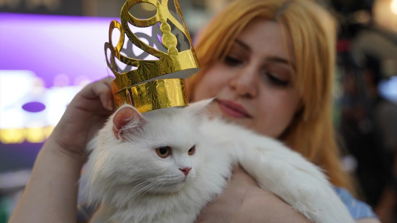 Süleymaniye'de ''Kedi Güzellik Festivali'' yarışması düzenlendi